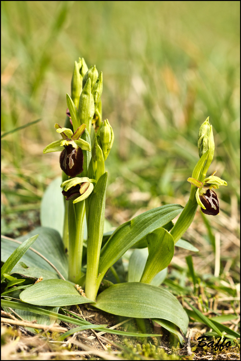 Ophrys sphegodes subsp. sphegodes Mill